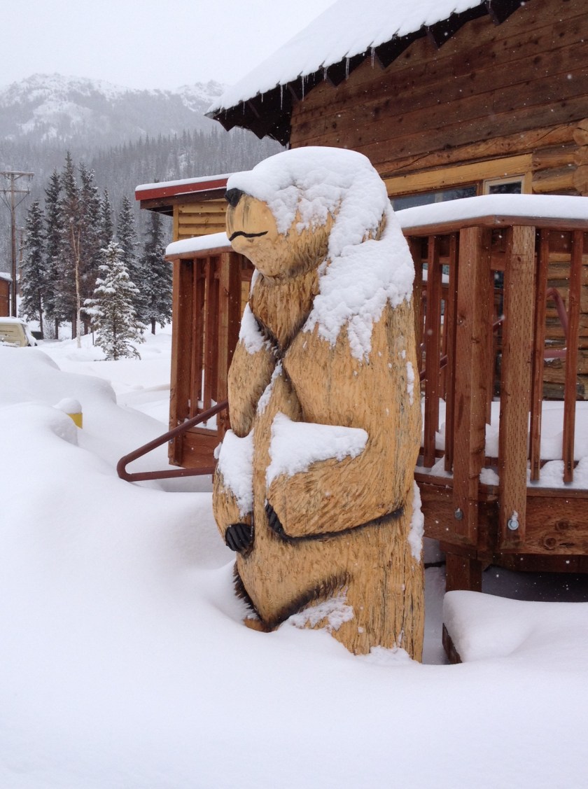 Snow Bear in Denali