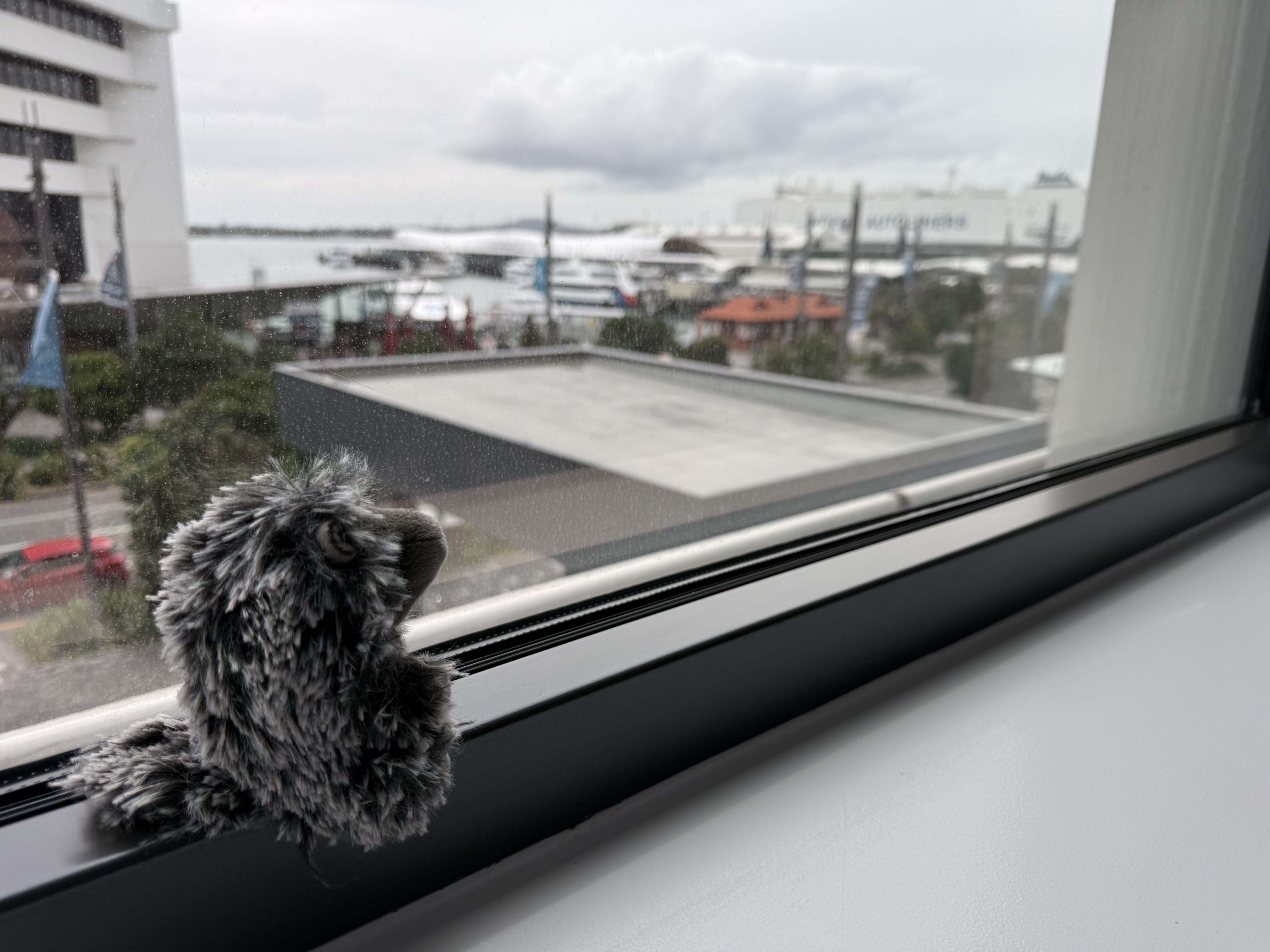Polly checking out the Auckland harbor.