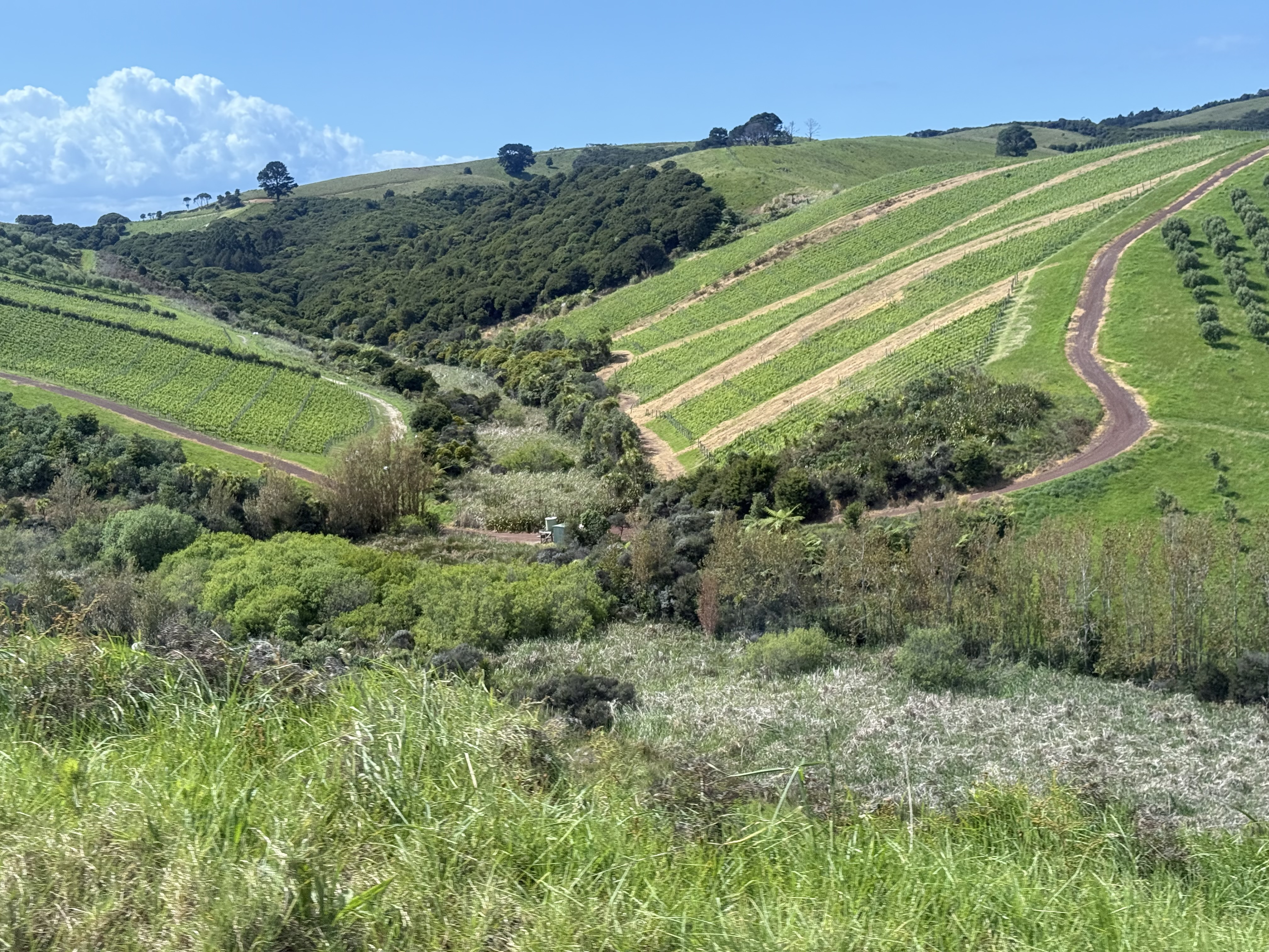 Waiheke Island Vineyards